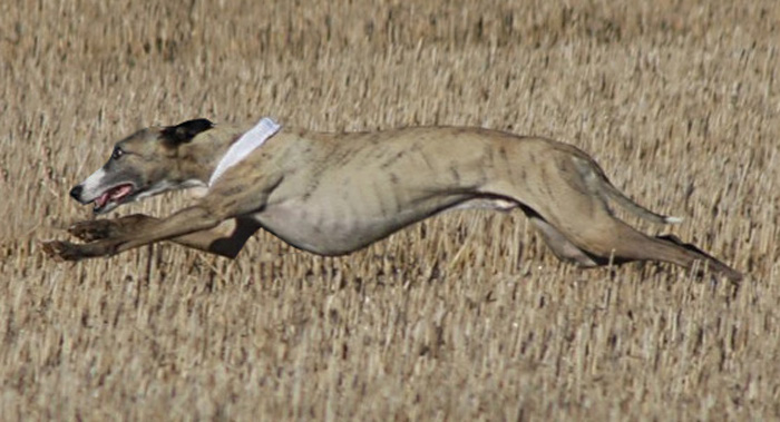 Flaming Floyde, lure-coursing