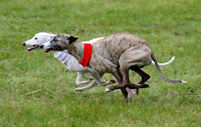 Flaming Floyde, whippet