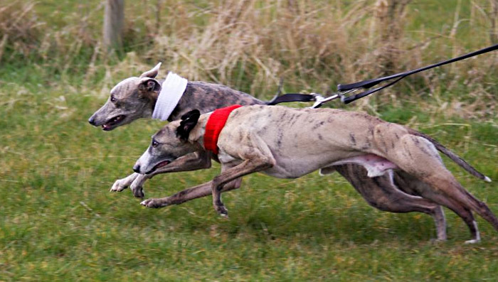 Whippet, Flaming Floyde, lure coursing