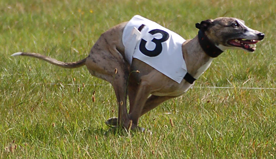 flaming floyde, coursing whippet,