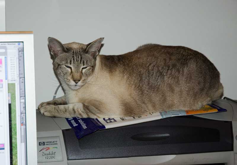 cat12.jpg