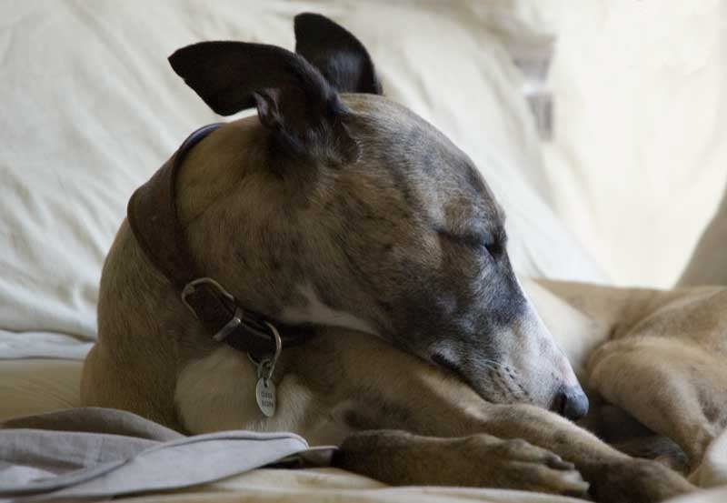 dog8.jpg