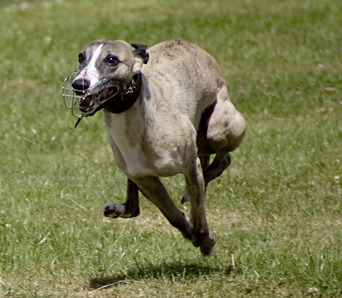 flaming floyde, whippet racing